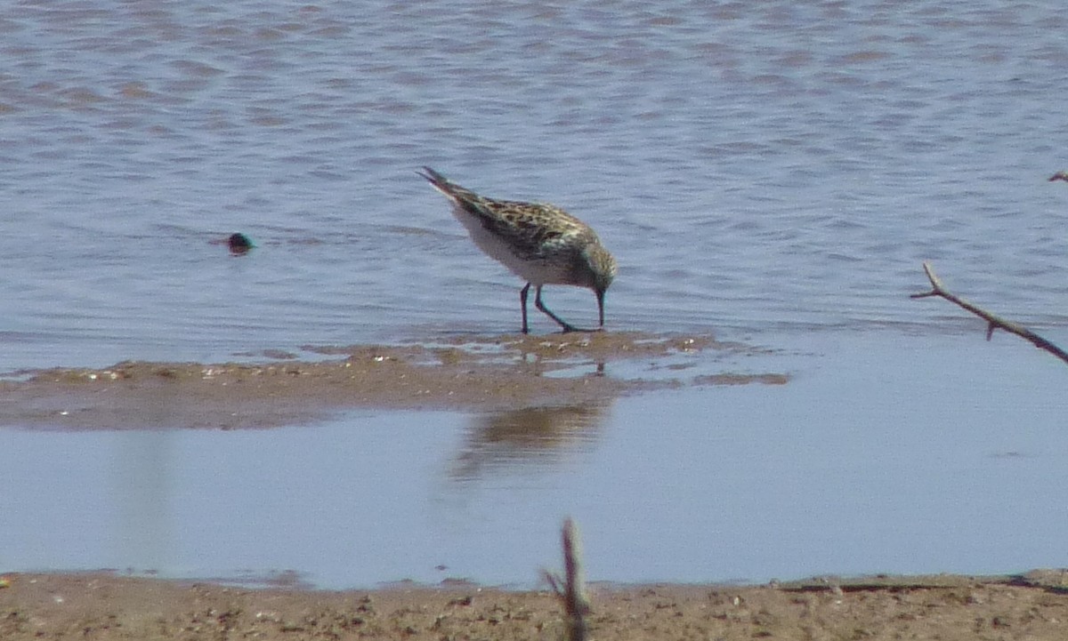 White-rumped Sandpiper - ML29412571