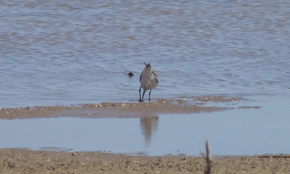 White-rumped Sandpiper - ML29412581