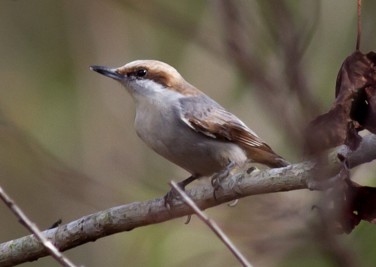 Brown-headed Nuthatch - ML294126451