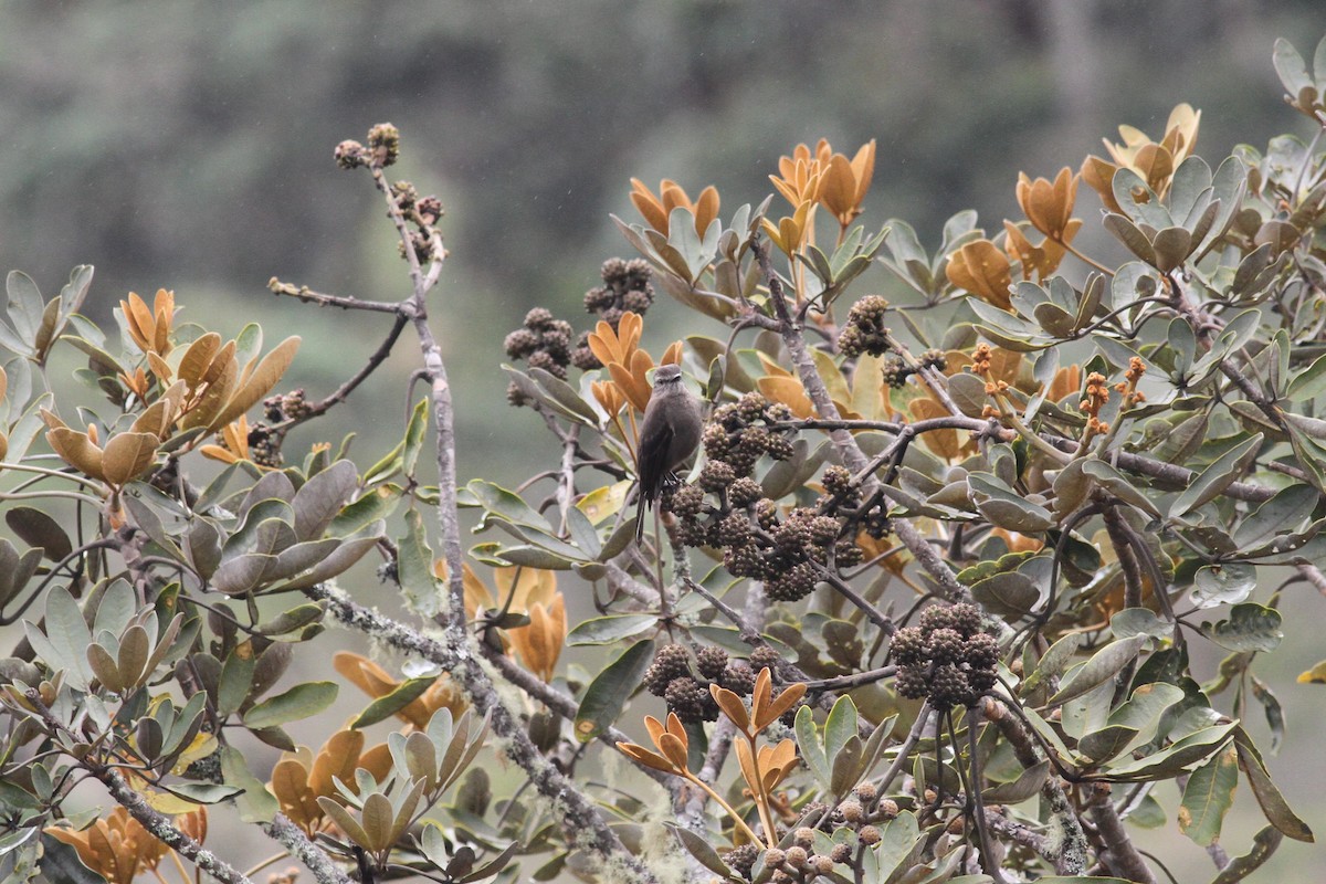 Smoky Bush-Tyrant - John Kvarnback