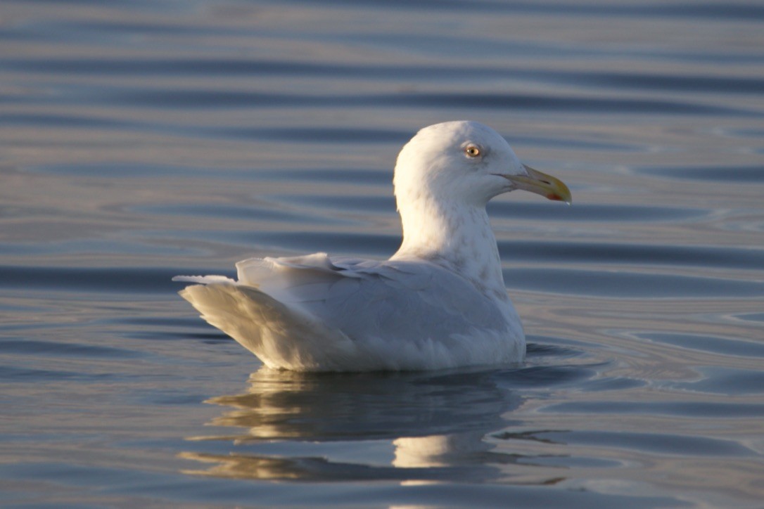 Glaucous Gull - Seth LaRosa