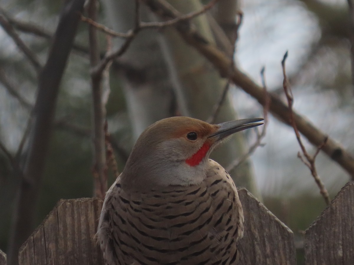 Northern Flicker (Red-shafted) - ML294132741