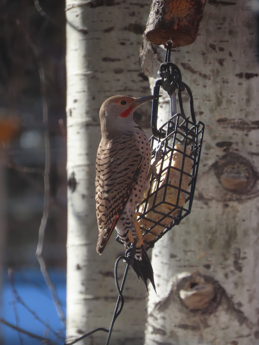 Northern Flicker (Red-shafted) - ML294132951