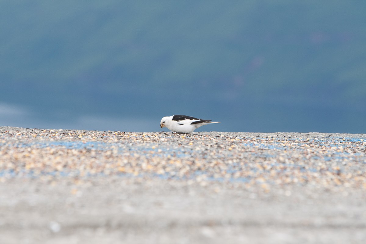 Snow Bunting - ML294133641