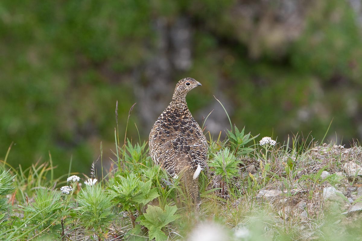Rock Ptarmigan - ML294133781