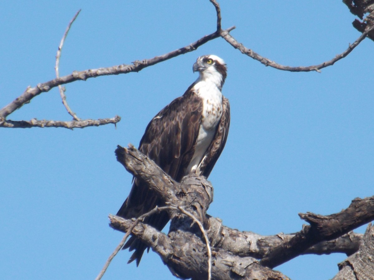 Águila Pescadora - ML294133851