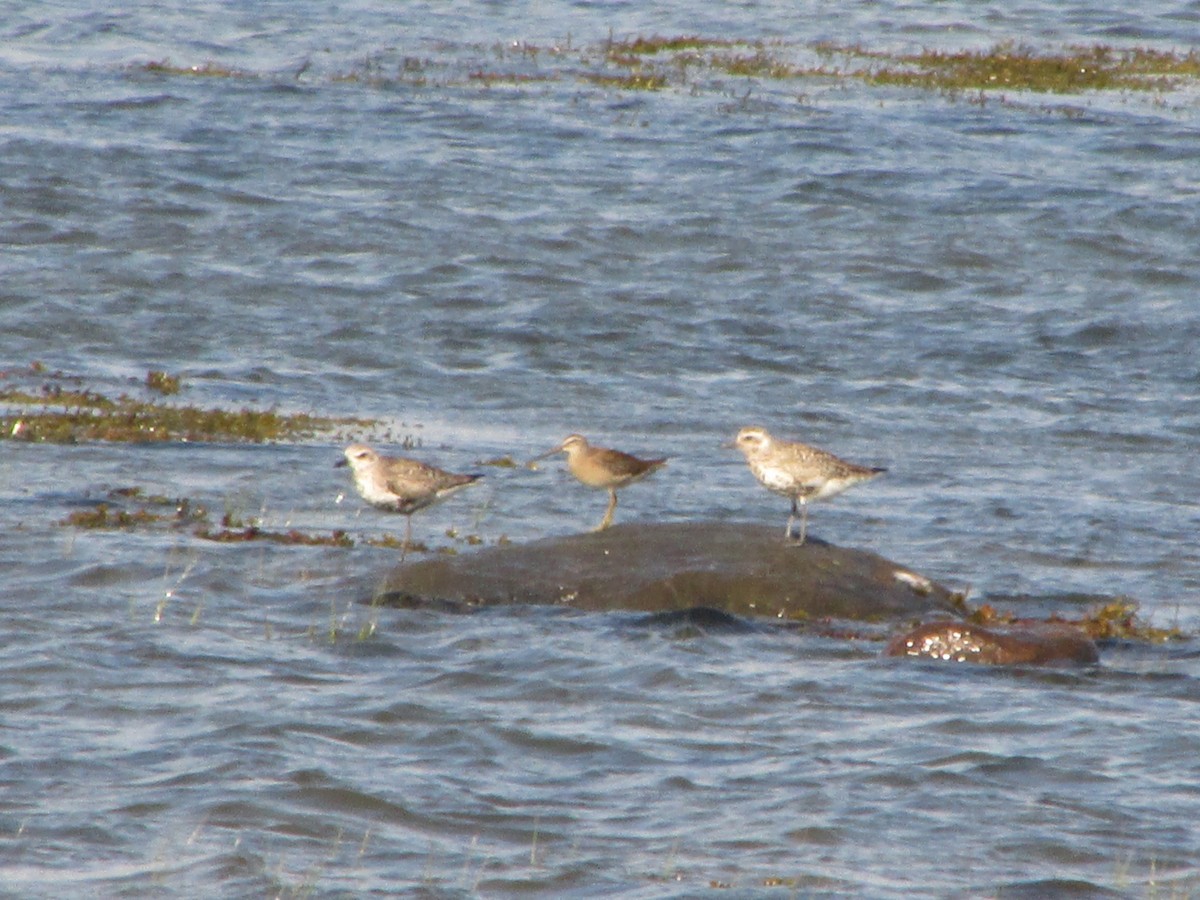 Short-billed Dowitcher - ML294133861