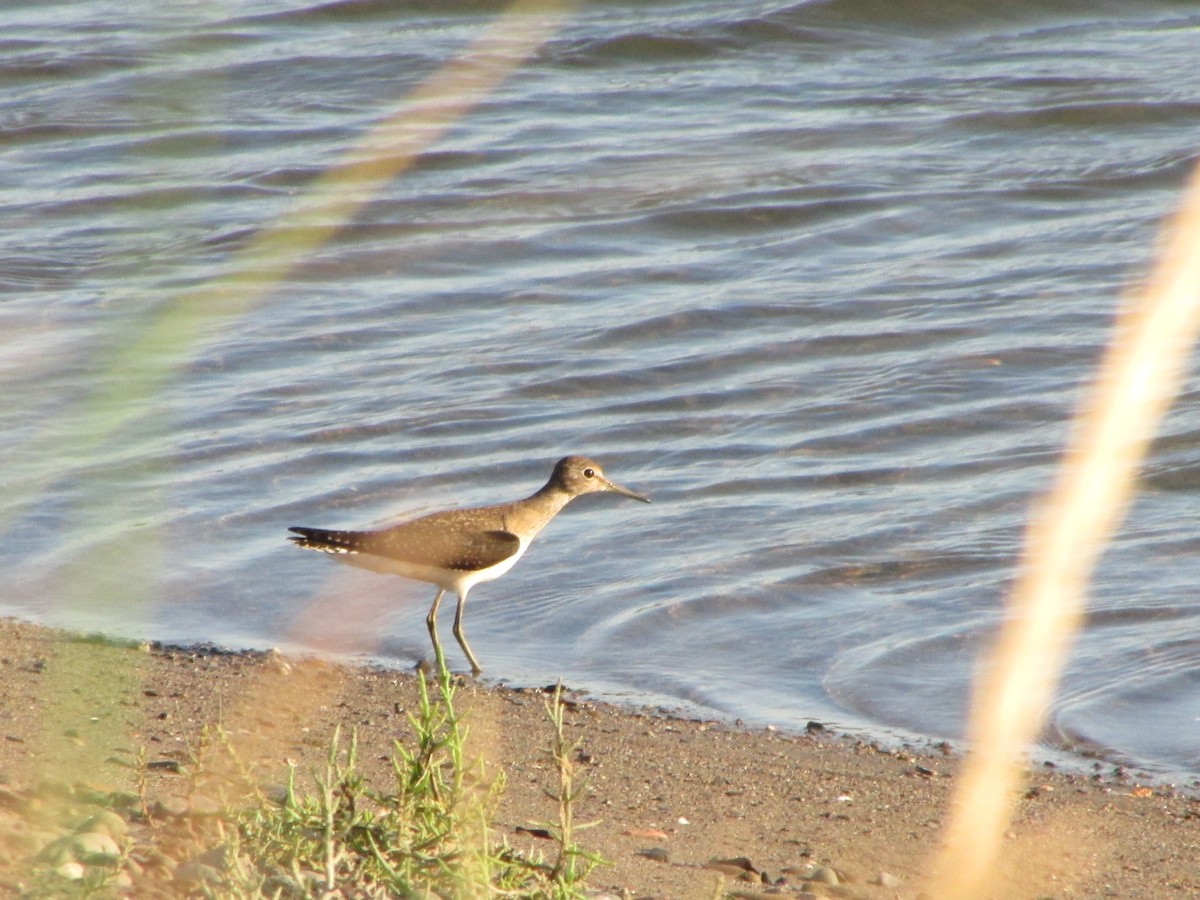 Solitary Sandpiper - ML294133961