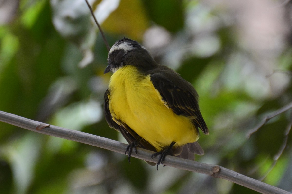 Social Flycatcher - Gerd Schön