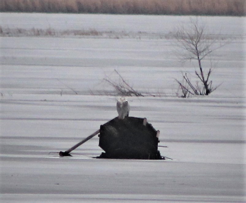 Snowy Owl - Pete Blank