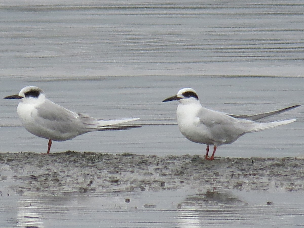 Forster's Tern - ML294137381