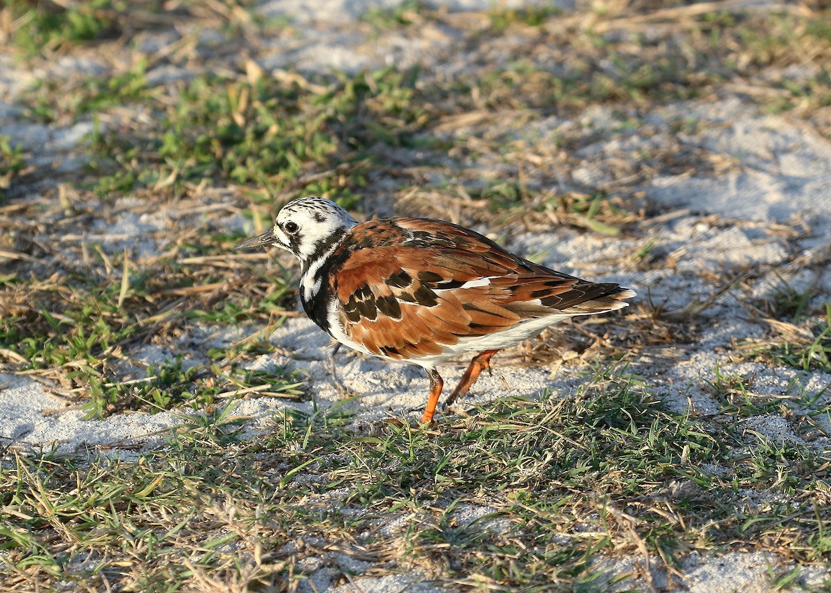 Ruddy Turnstone - ML29413931