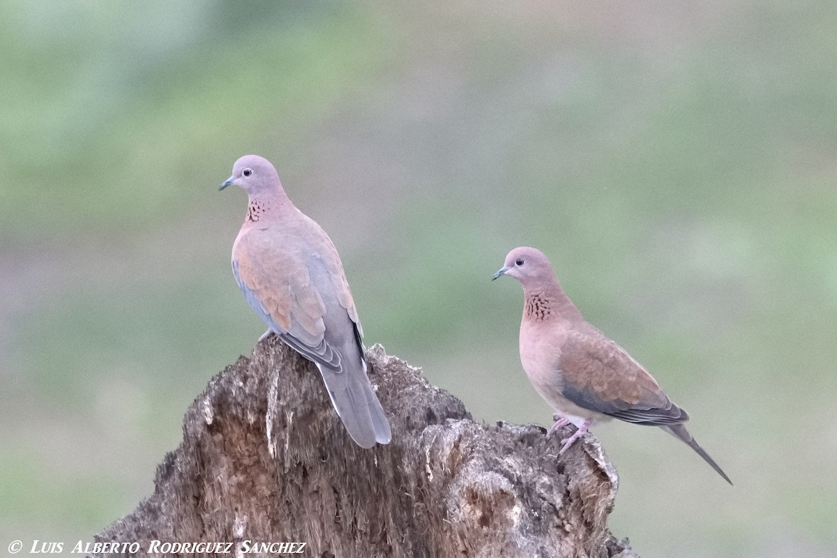 Laughing Dove - ML294139911