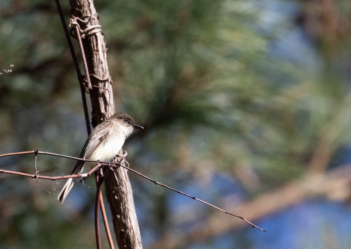 Eastern Phoebe - ML294140091
