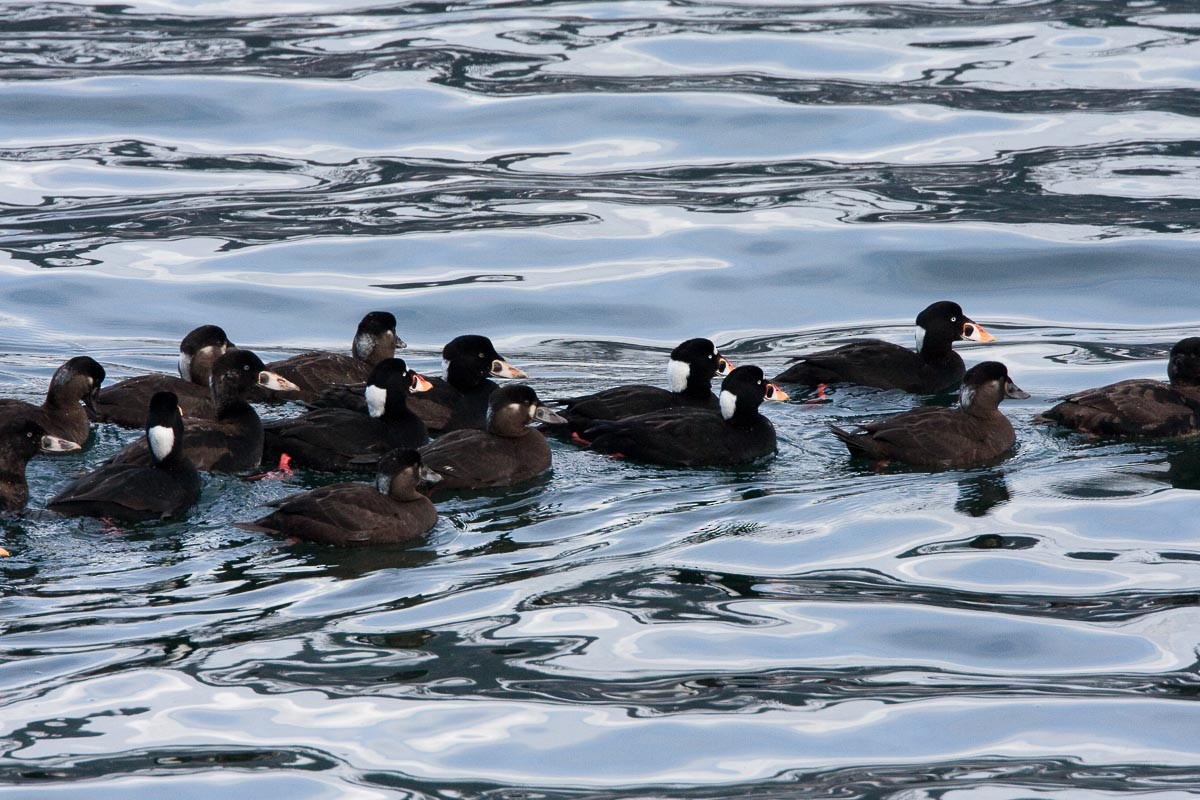 Surf Scoter - Ron Horn