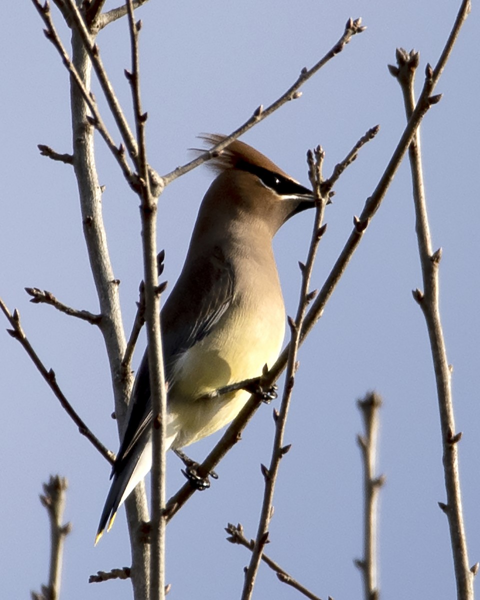 Cedar Waxwing - ML294141561