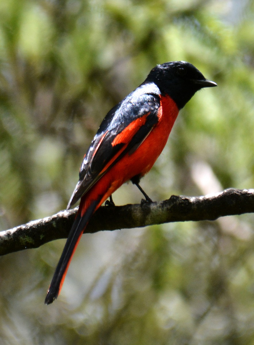 Short-billed Minivet - ML29414171