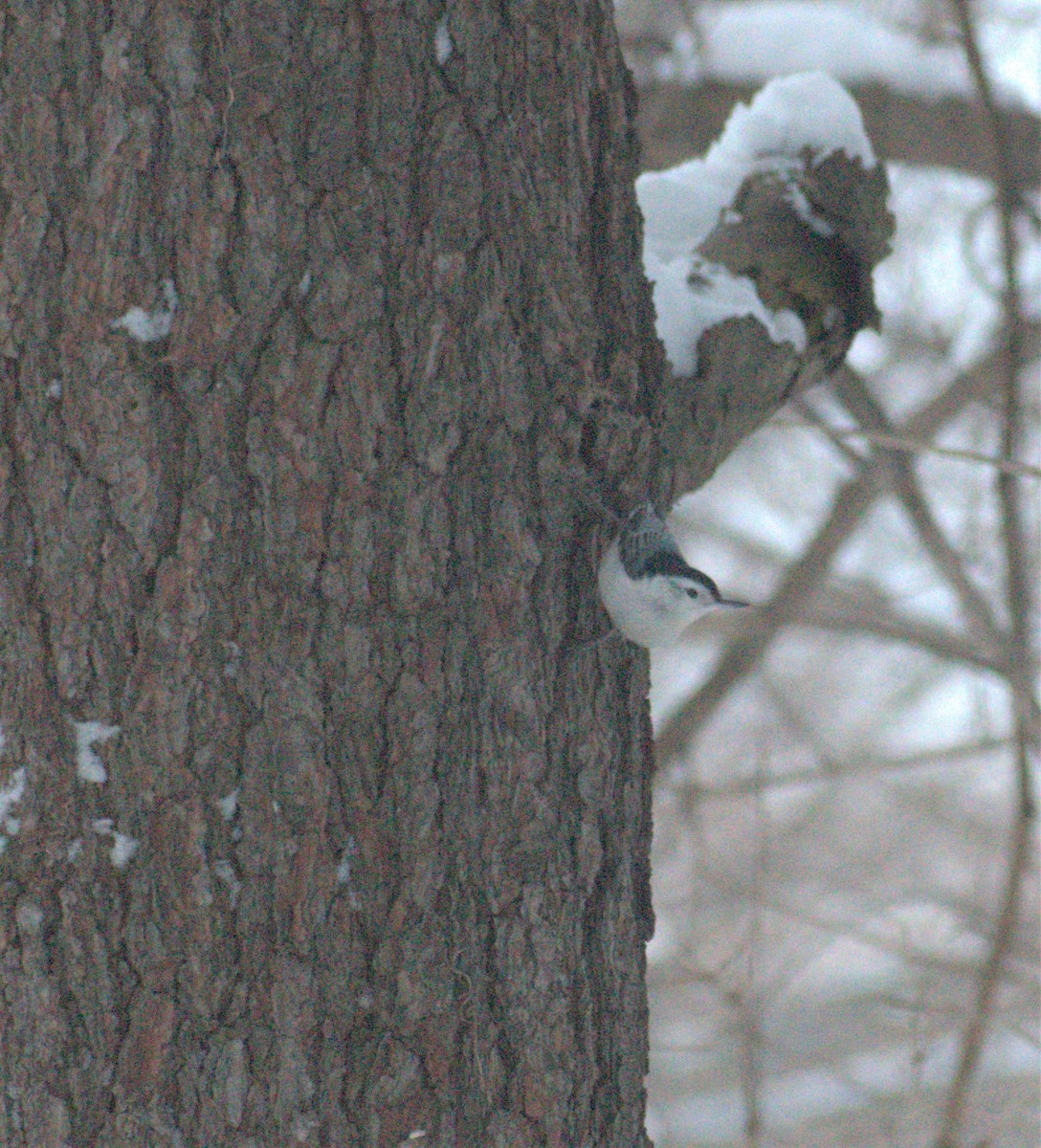 White-breasted Nuthatch - ML294143551