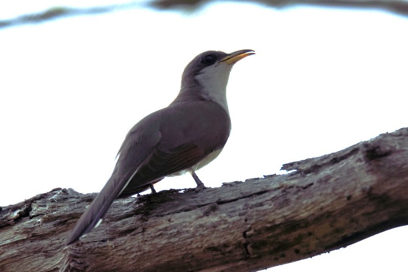 Yellow-billed Cuckoo - Rob MacDonald