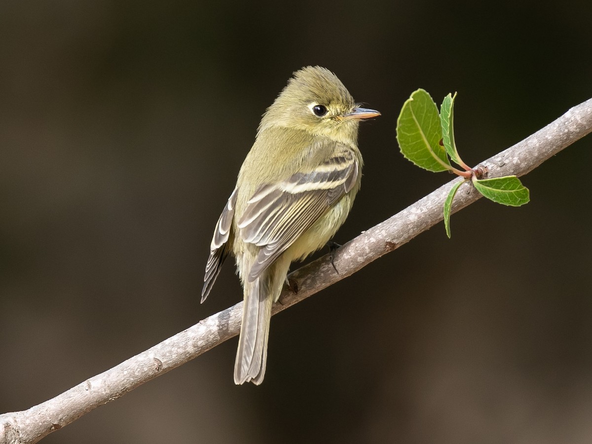 Western Flycatcher (Pacific-slope) - ML294144961