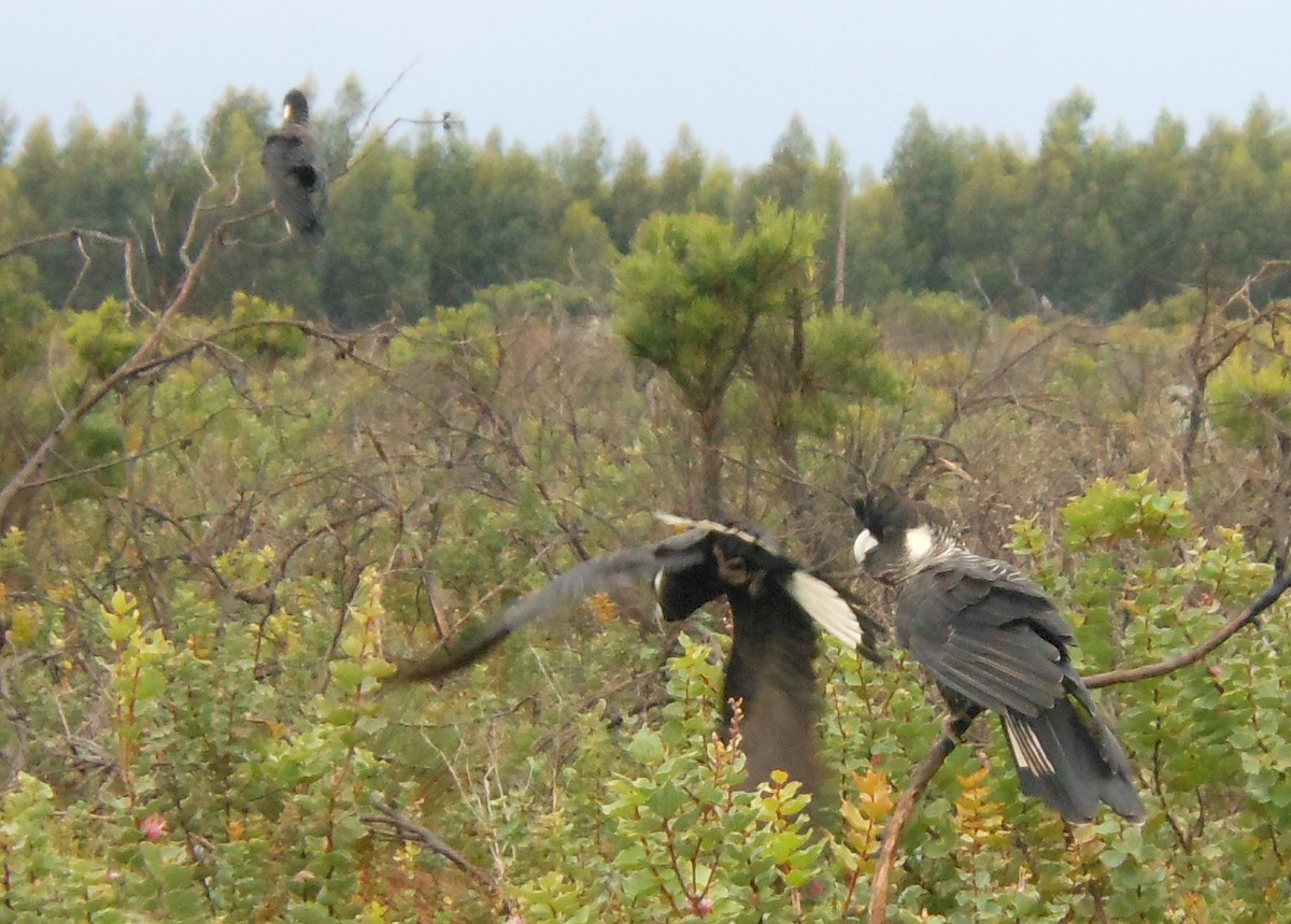 Carnaby's Black-Cockatoo - ML29414511