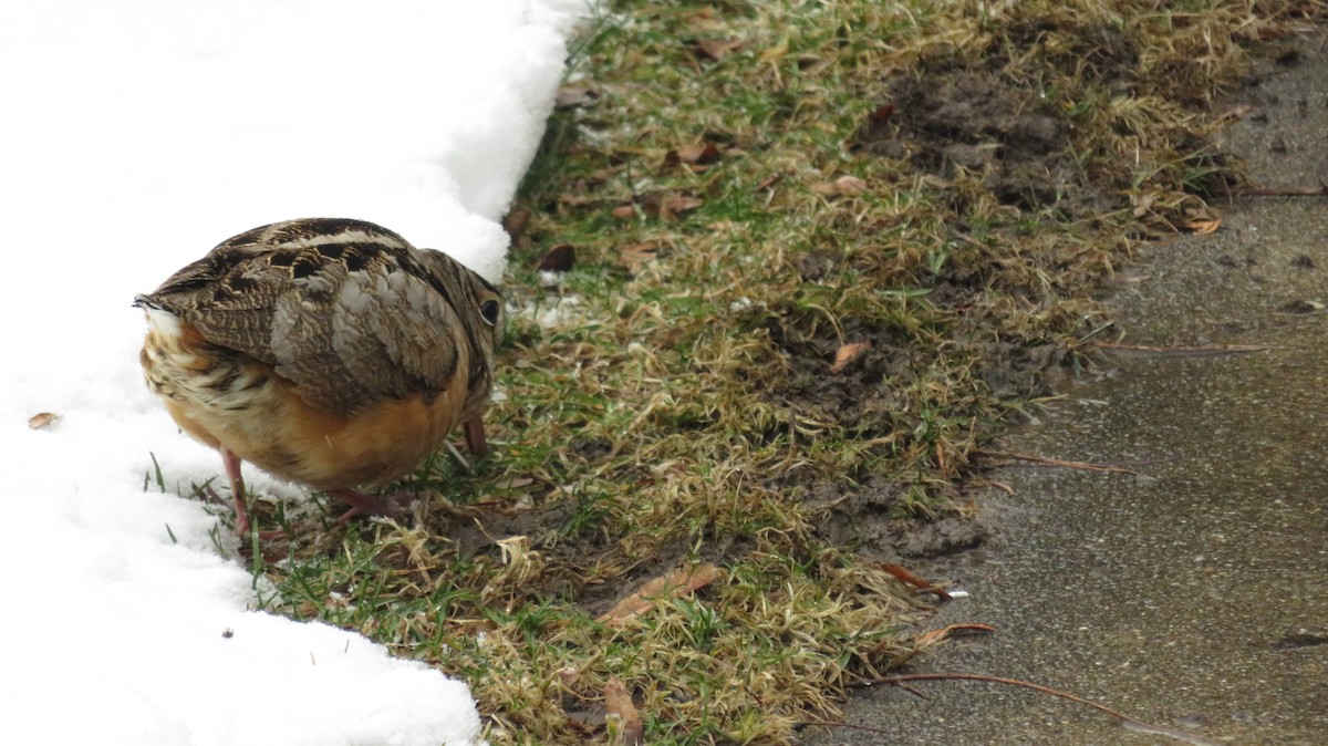 American Woodcock - ML294147271