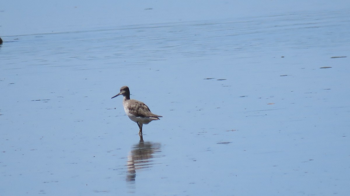 Greater Yellowlegs - ML294148581