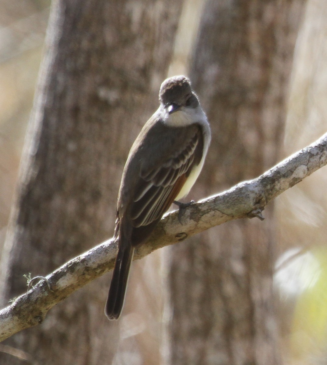 Ash-throated Flycatcher - Susan Heath