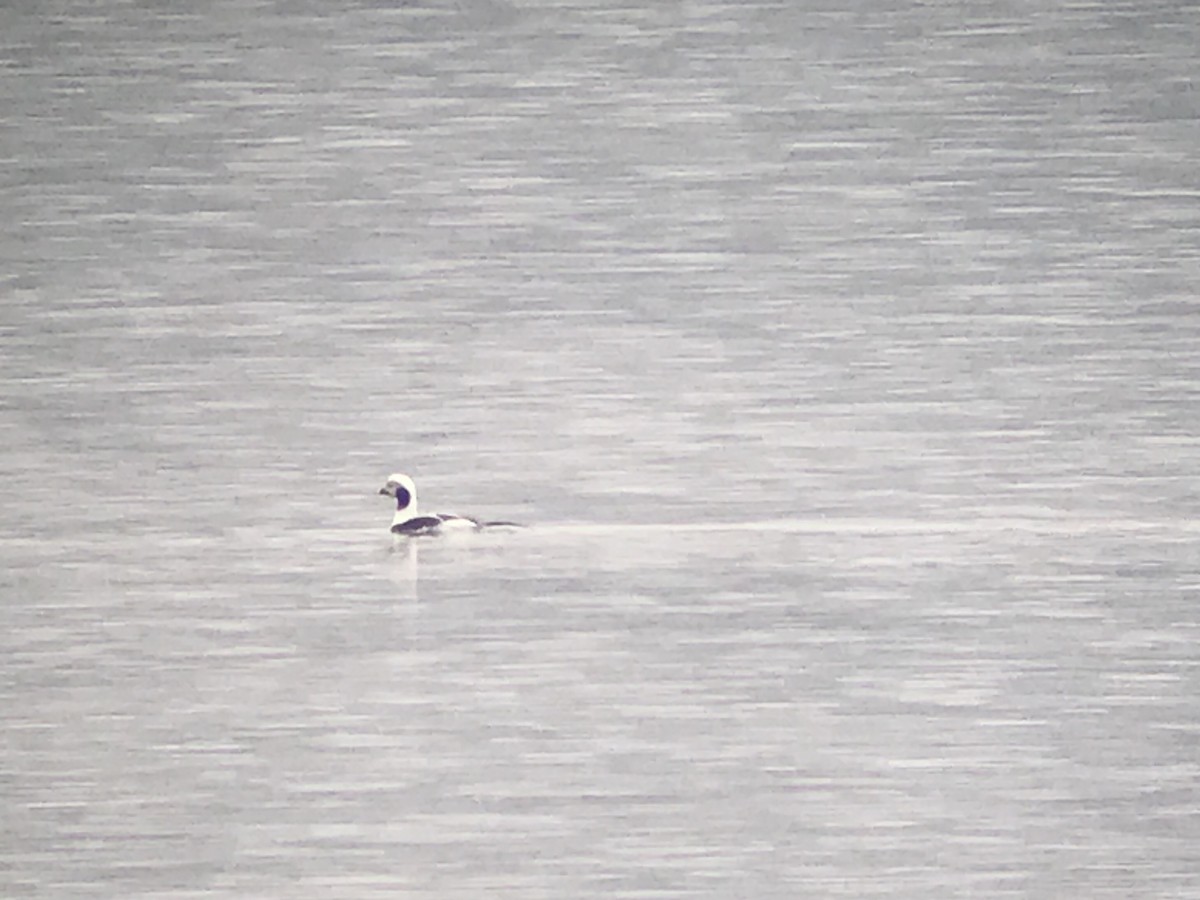 Long-tailed Duck - ML294148851