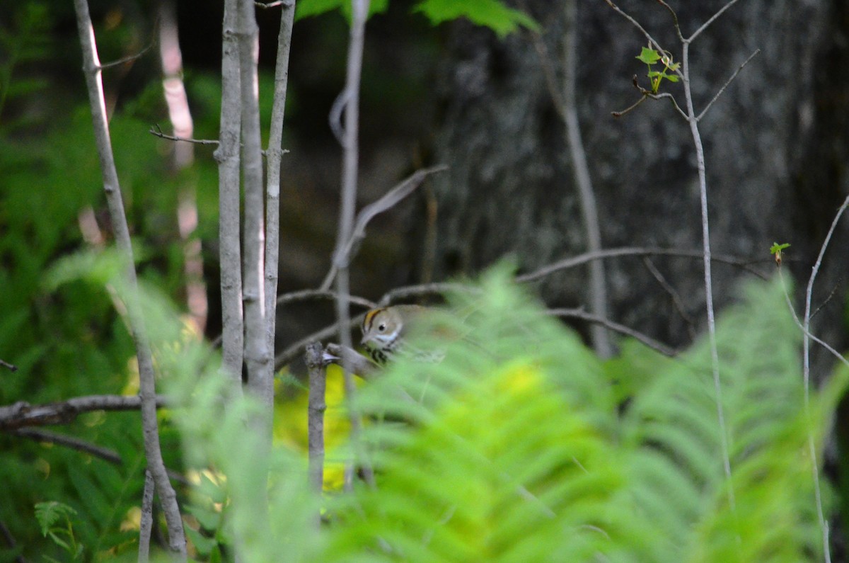 Ovenbird - ML29415081