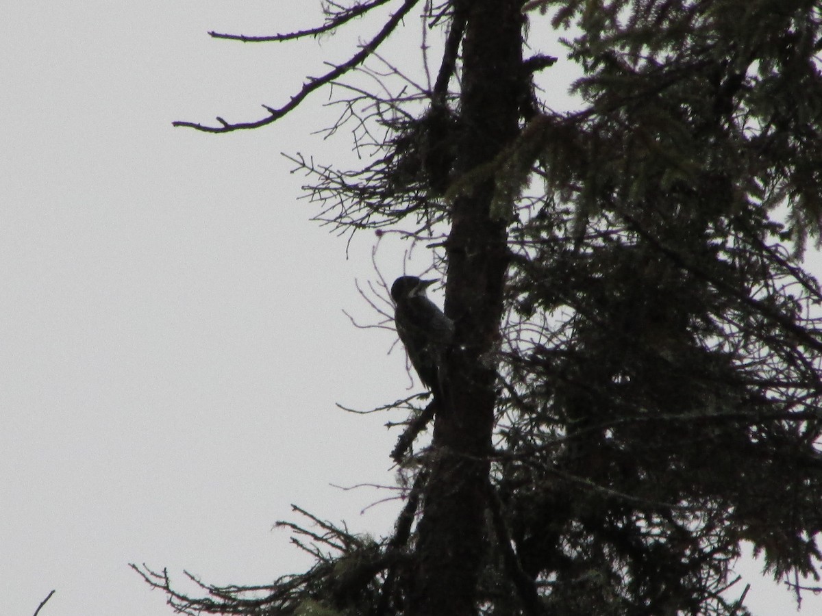 Black-backed Woodpecker - ML294151281