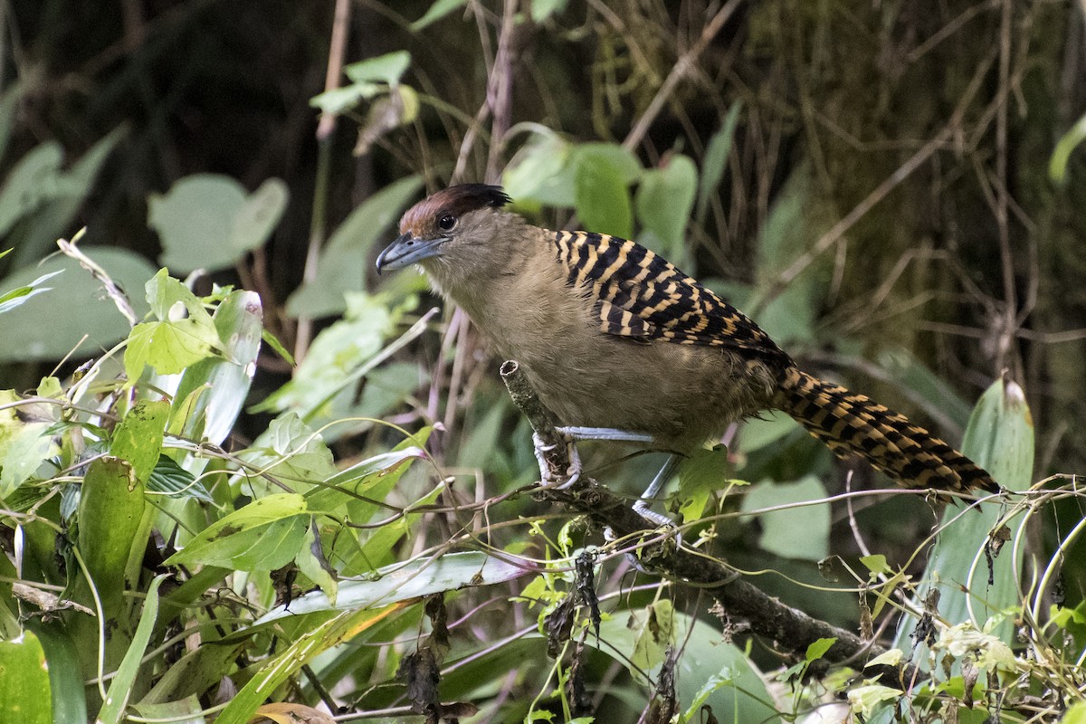 Batará Gigante - ML29415131