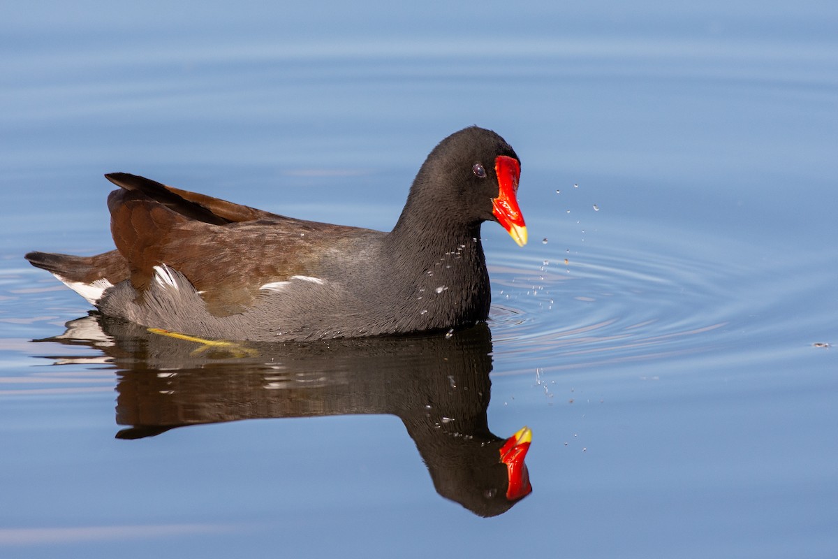 Common Gallinule - ML294151761