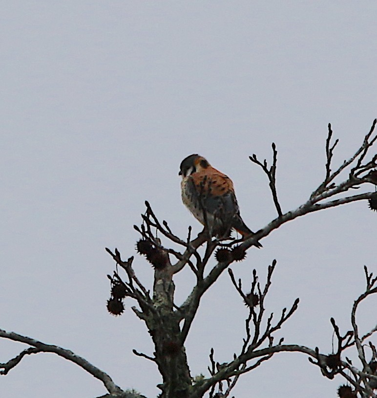 American Kestrel - ML294152781