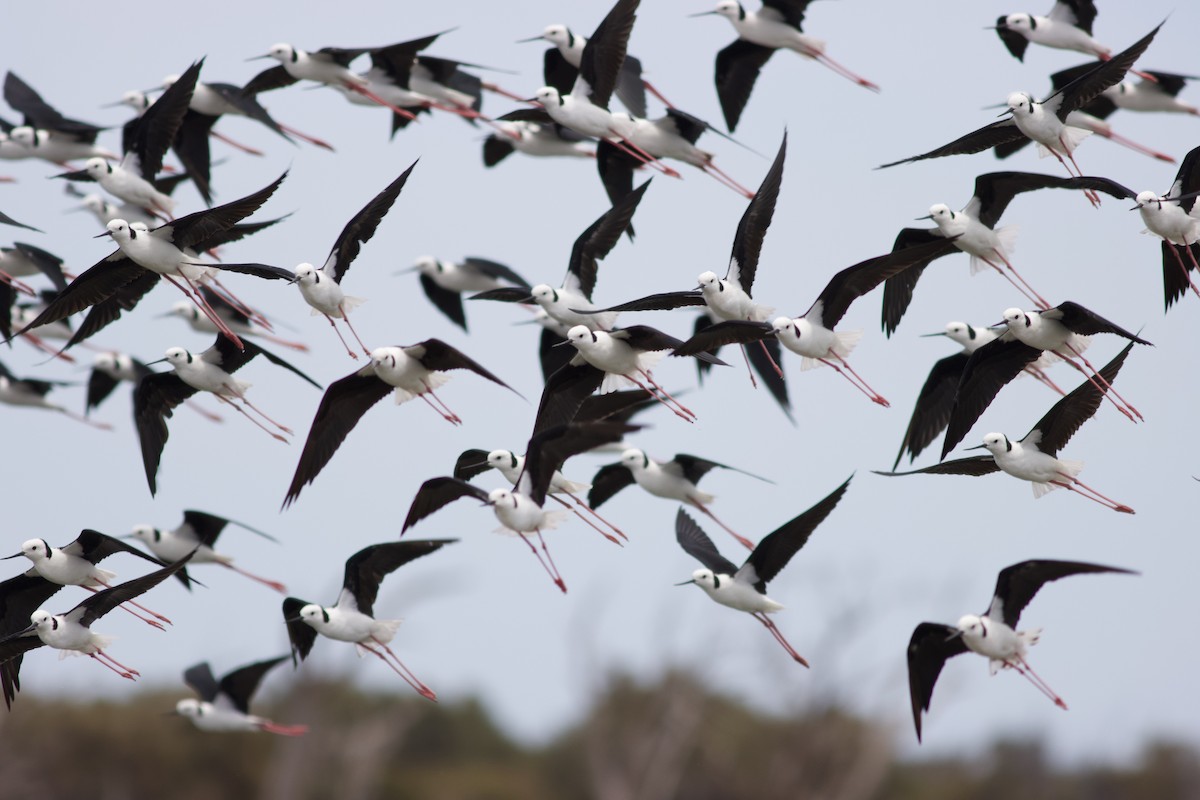 Pied Stilt - ML294153331