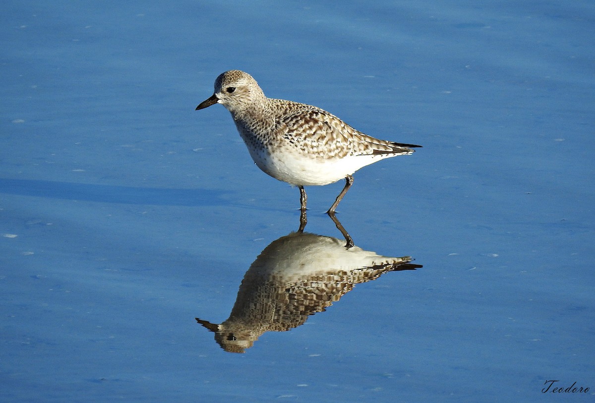 Black-bellied Plover - Soares teodoro