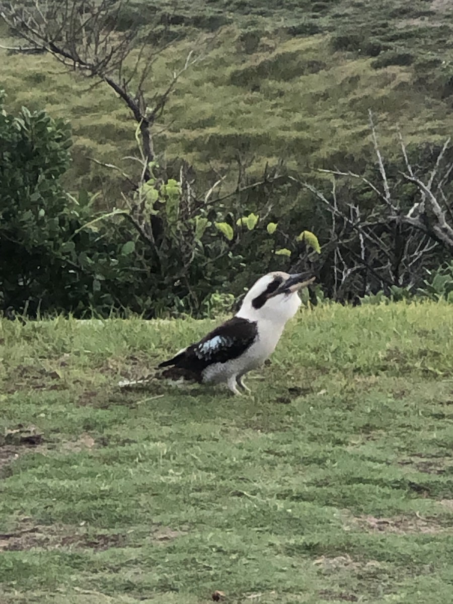 Laughing Kookaburra - ML294156321