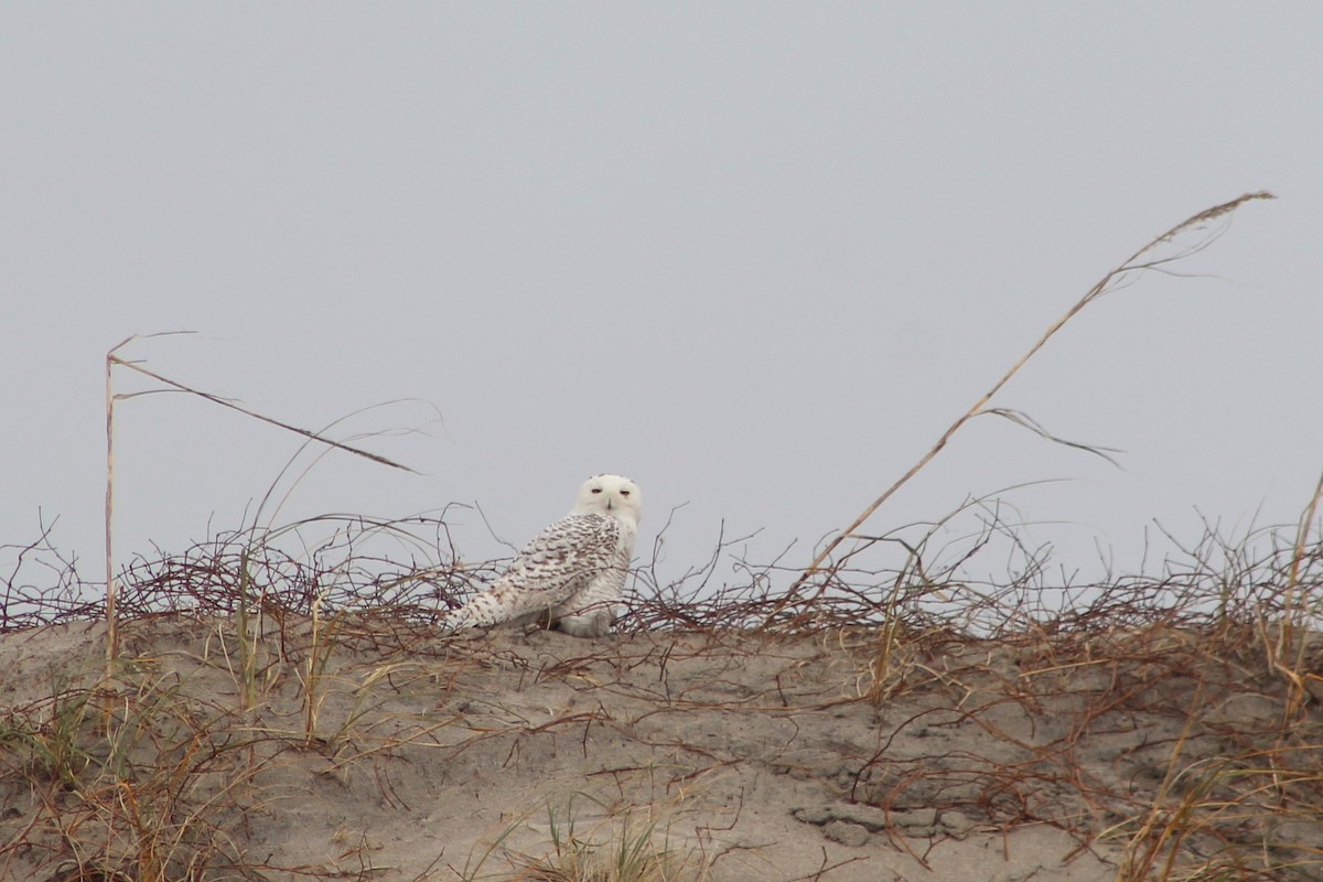 Snowy Owl - ML294158421