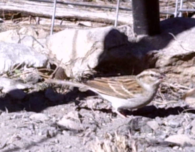 Chipping Sparrow - ML294163071