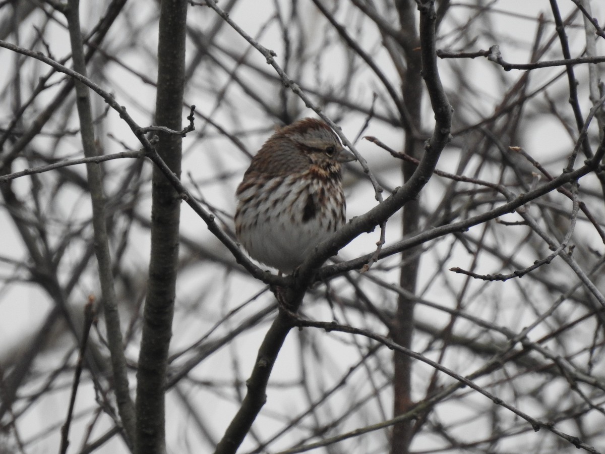 Song Sparrow - ML294164061