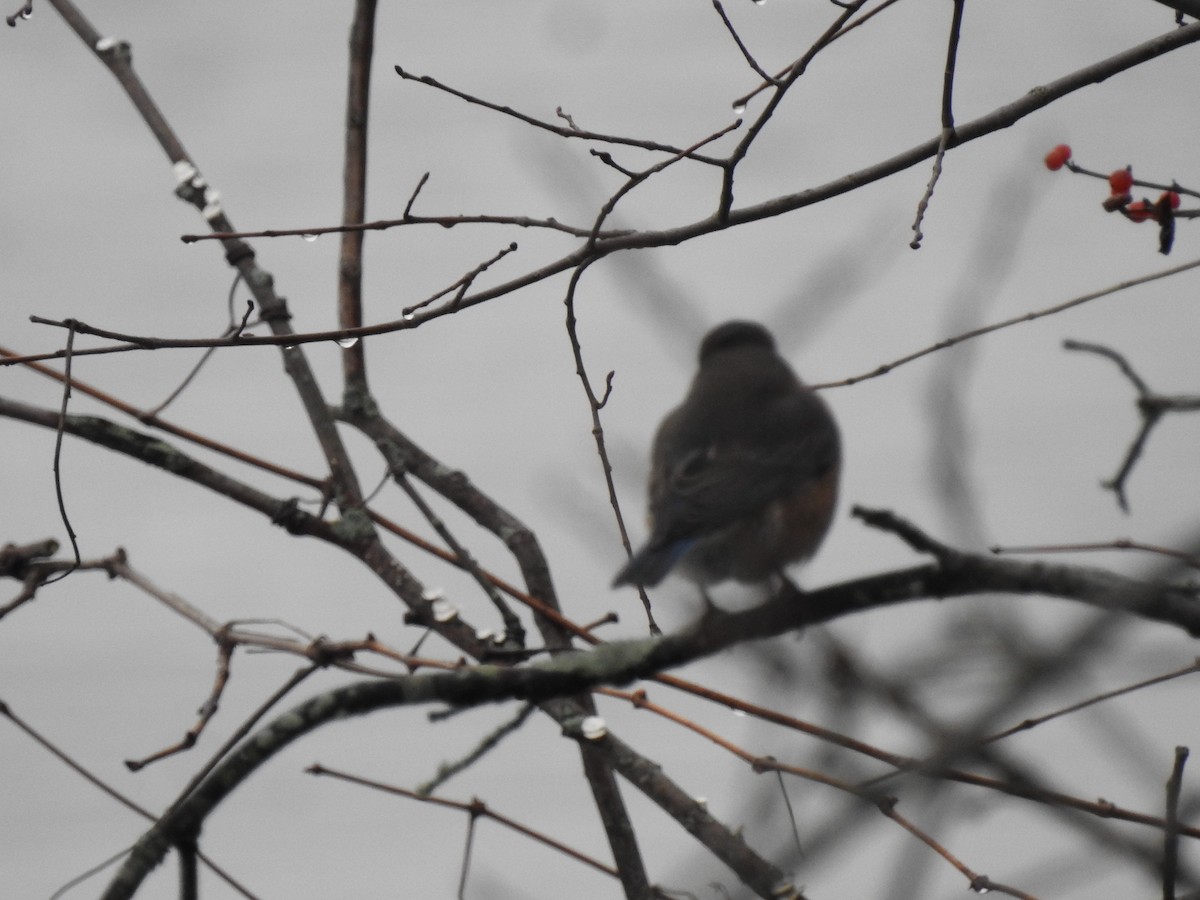 Eastern Bluebird - ML294164251