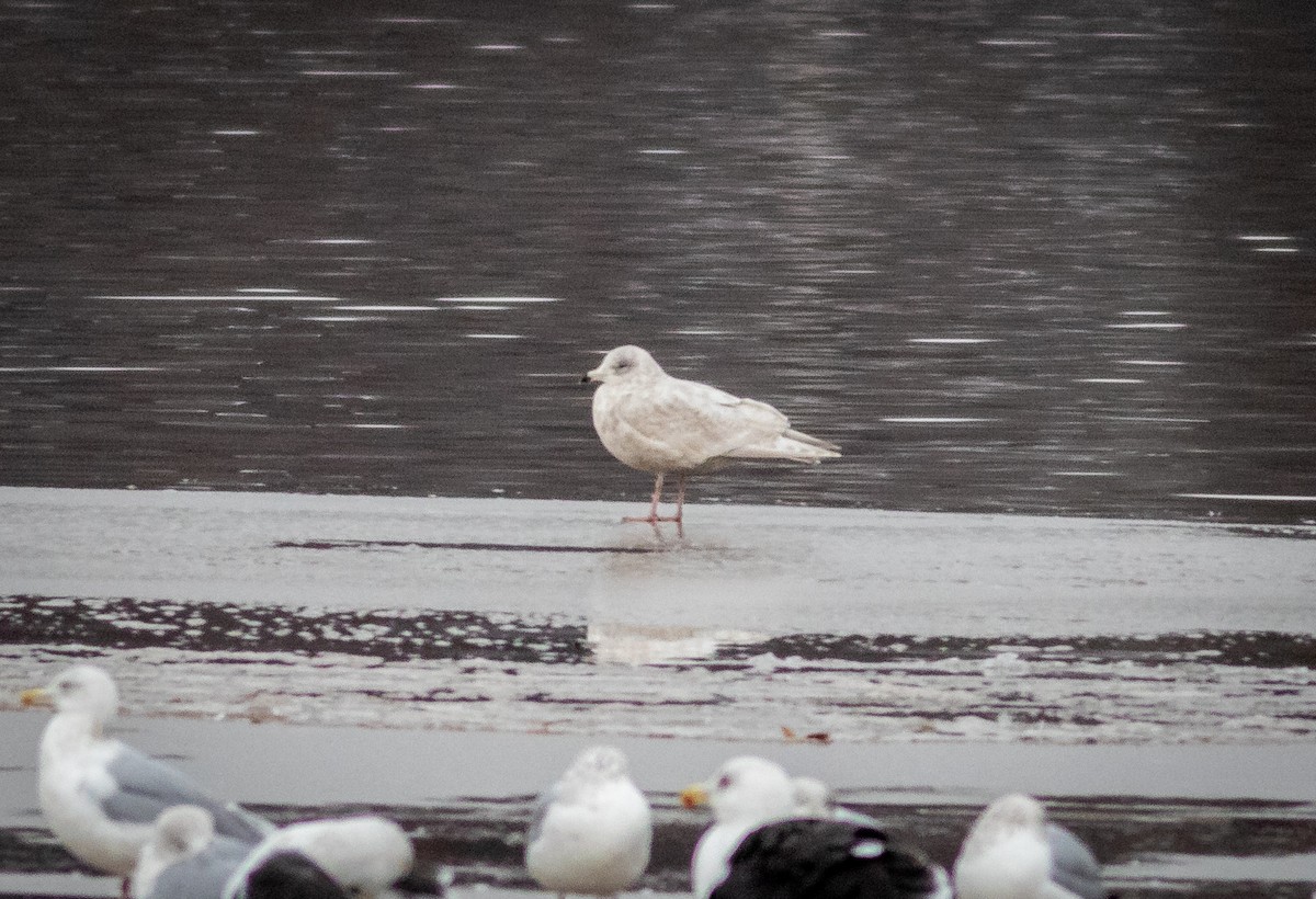 Iceland Gull - ML294166131