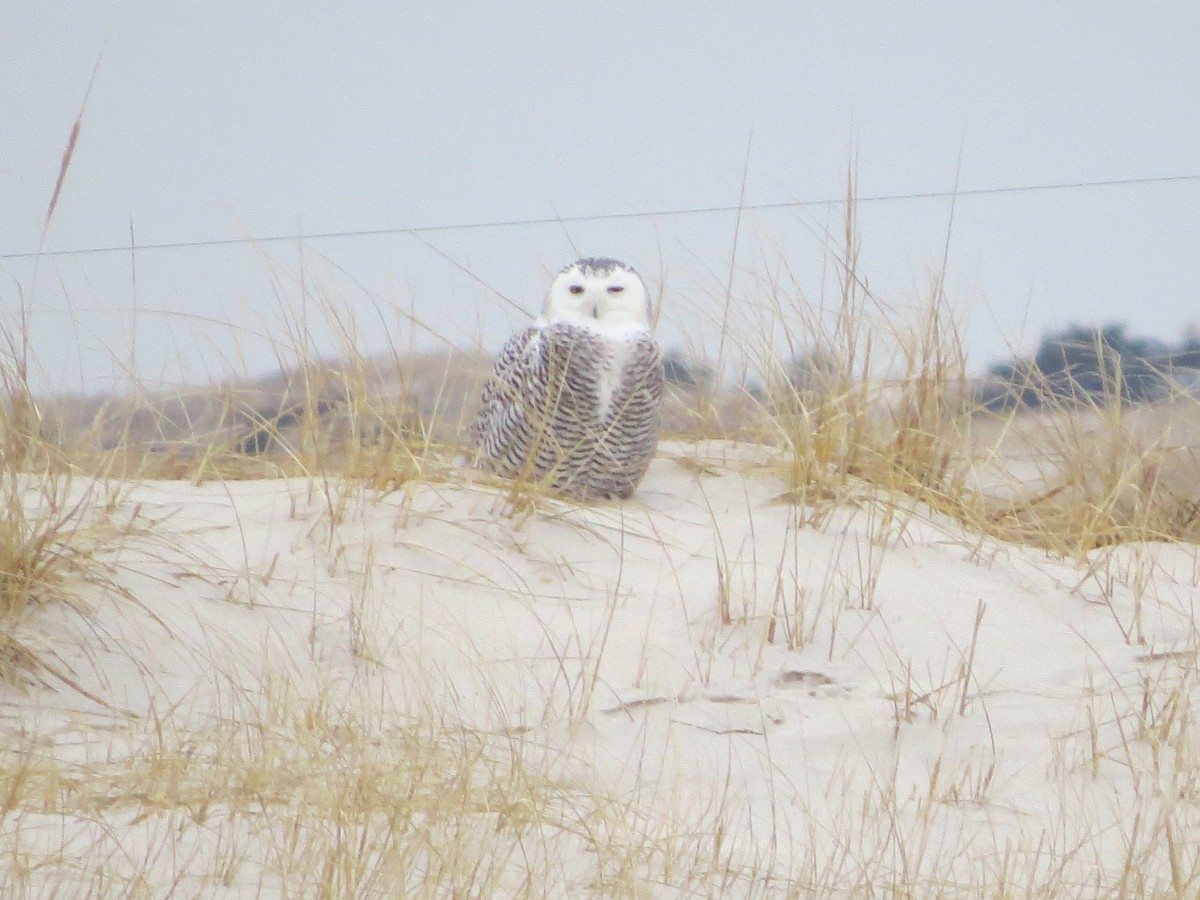 Snowy Owl - ML294166531