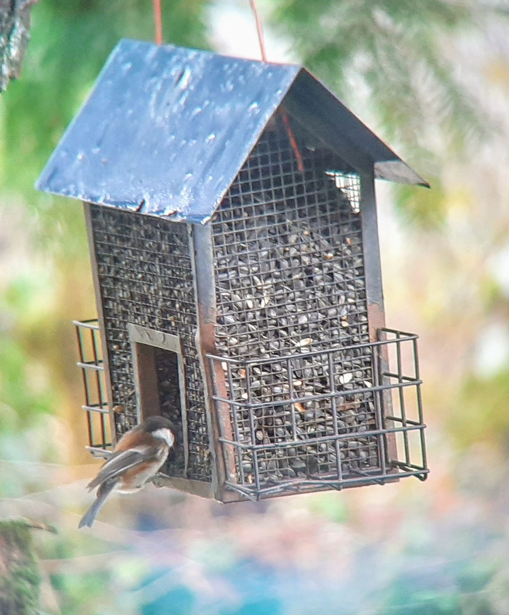 Mésange à dos marron - ML294167001