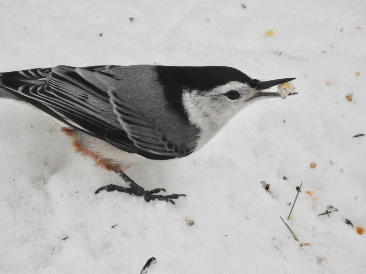 White-breasted Nuthatch - ML294167021