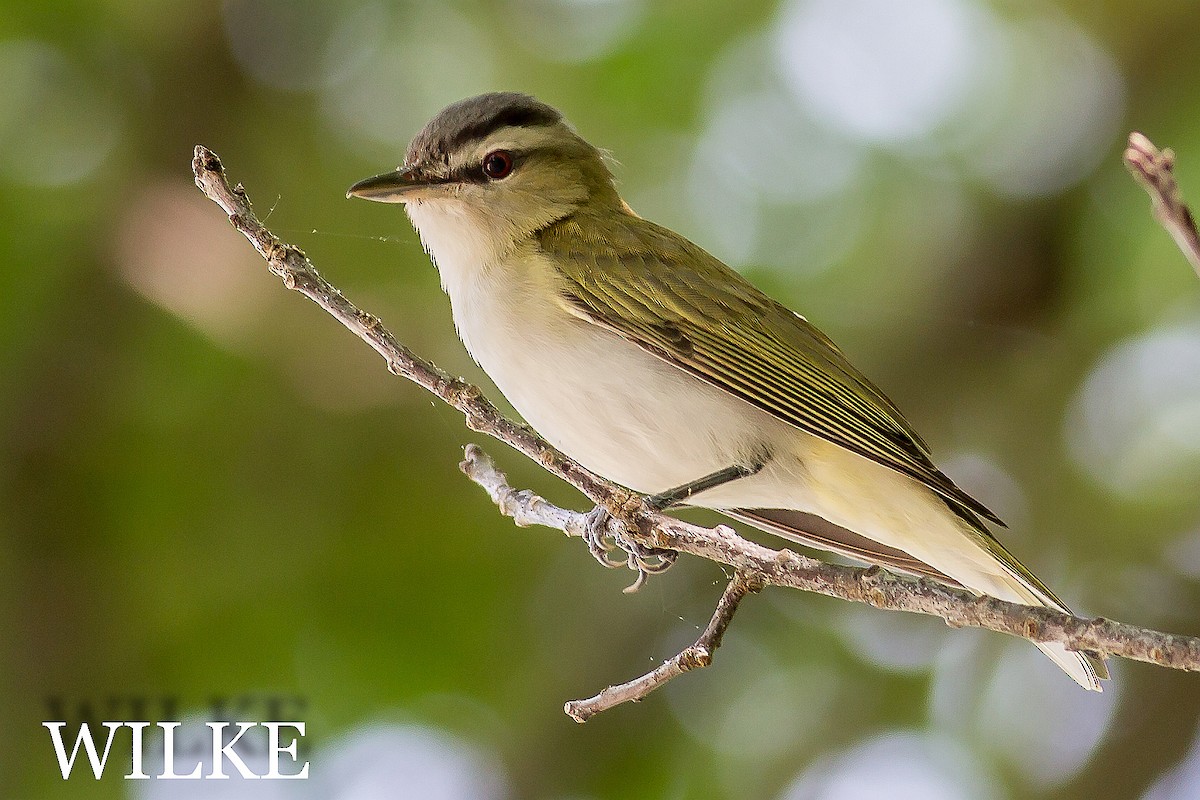 rødøyevireo - ML29416741