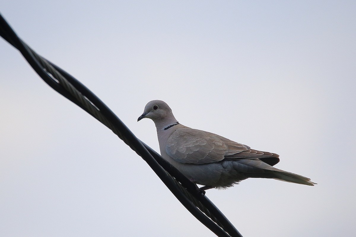 Eurasian Collared-Dove - ML29416761