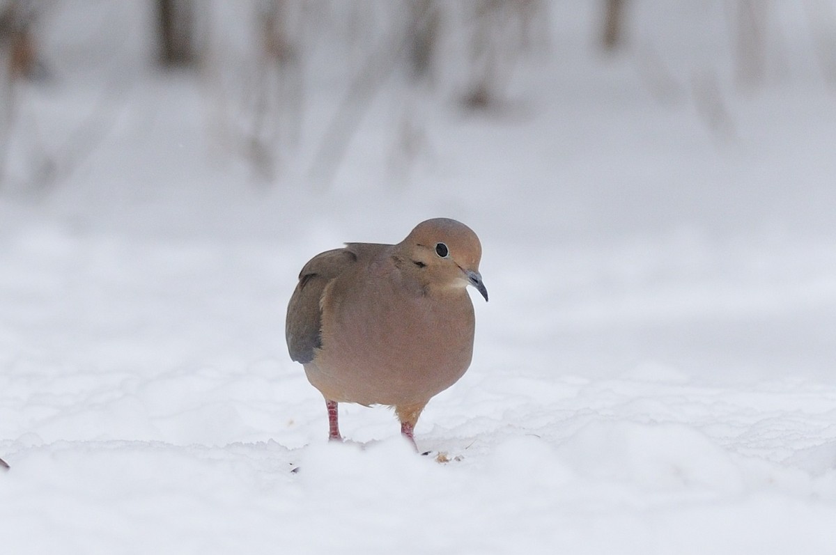 Mourning Dove - Alain Pagé