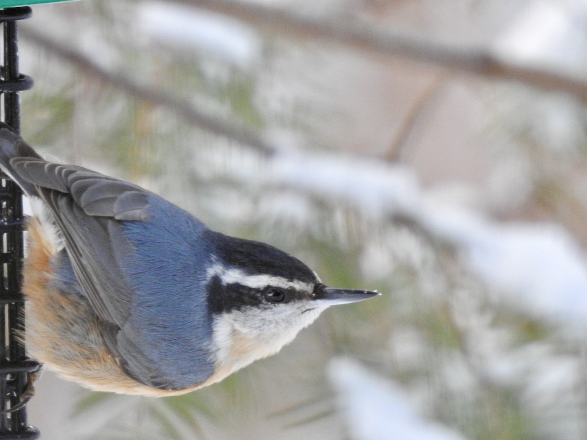 Red-breasted Nuthatch - ML294169711