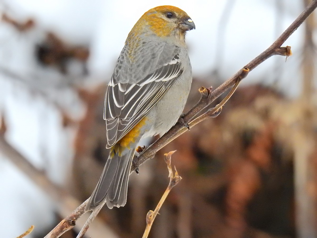 Pine Grosbeak - ML294171141